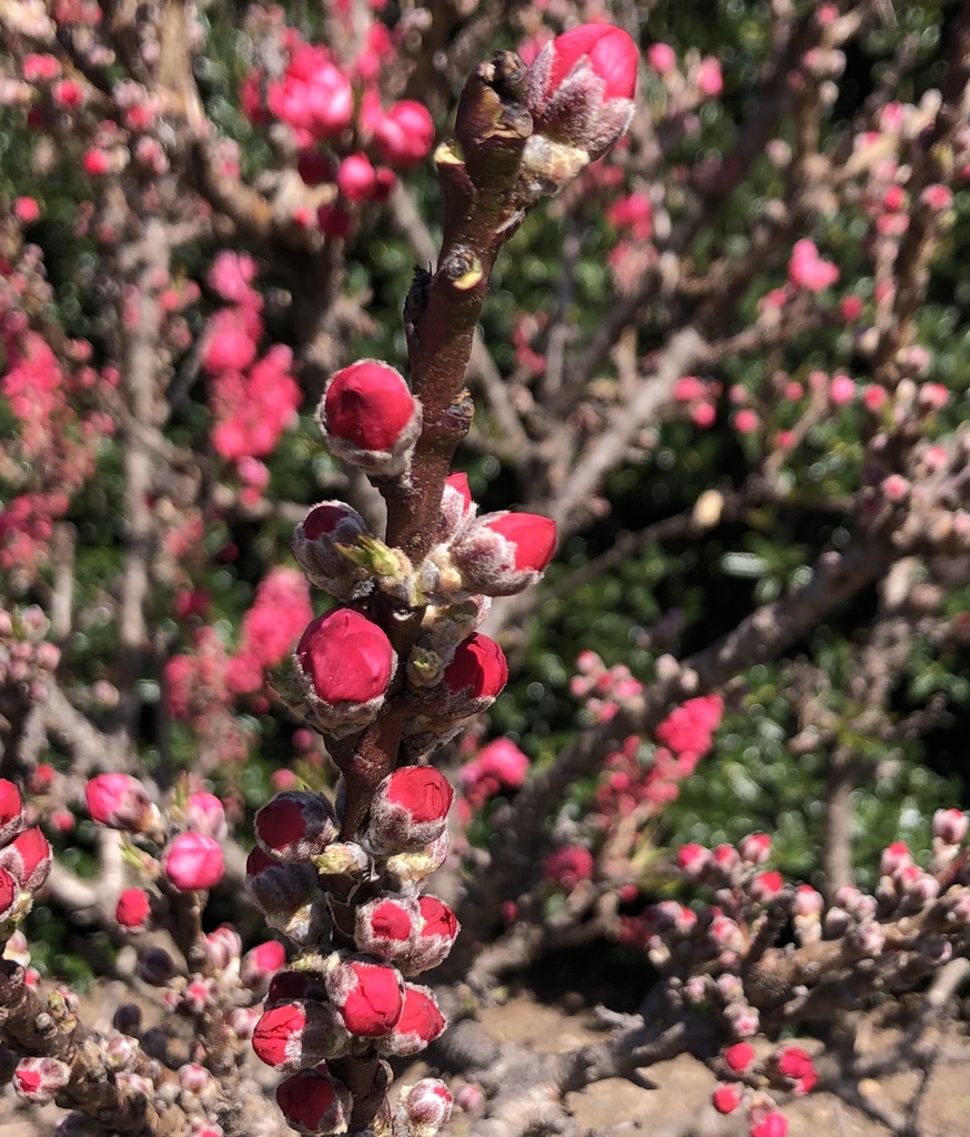 Dwarf Double Red 桃的花芽，供观察开花前状态